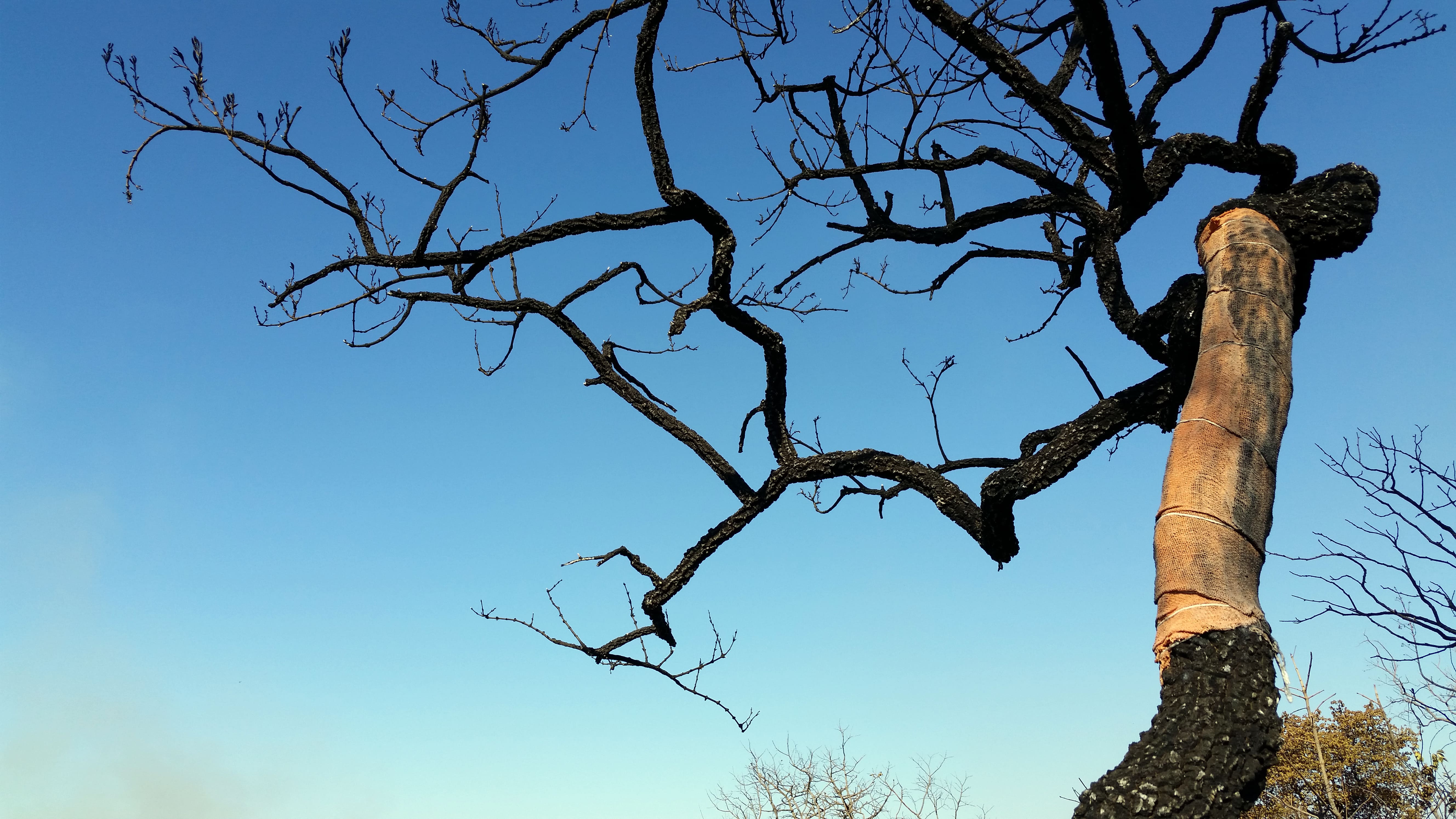 Obra de Marcelo Campos Calango.