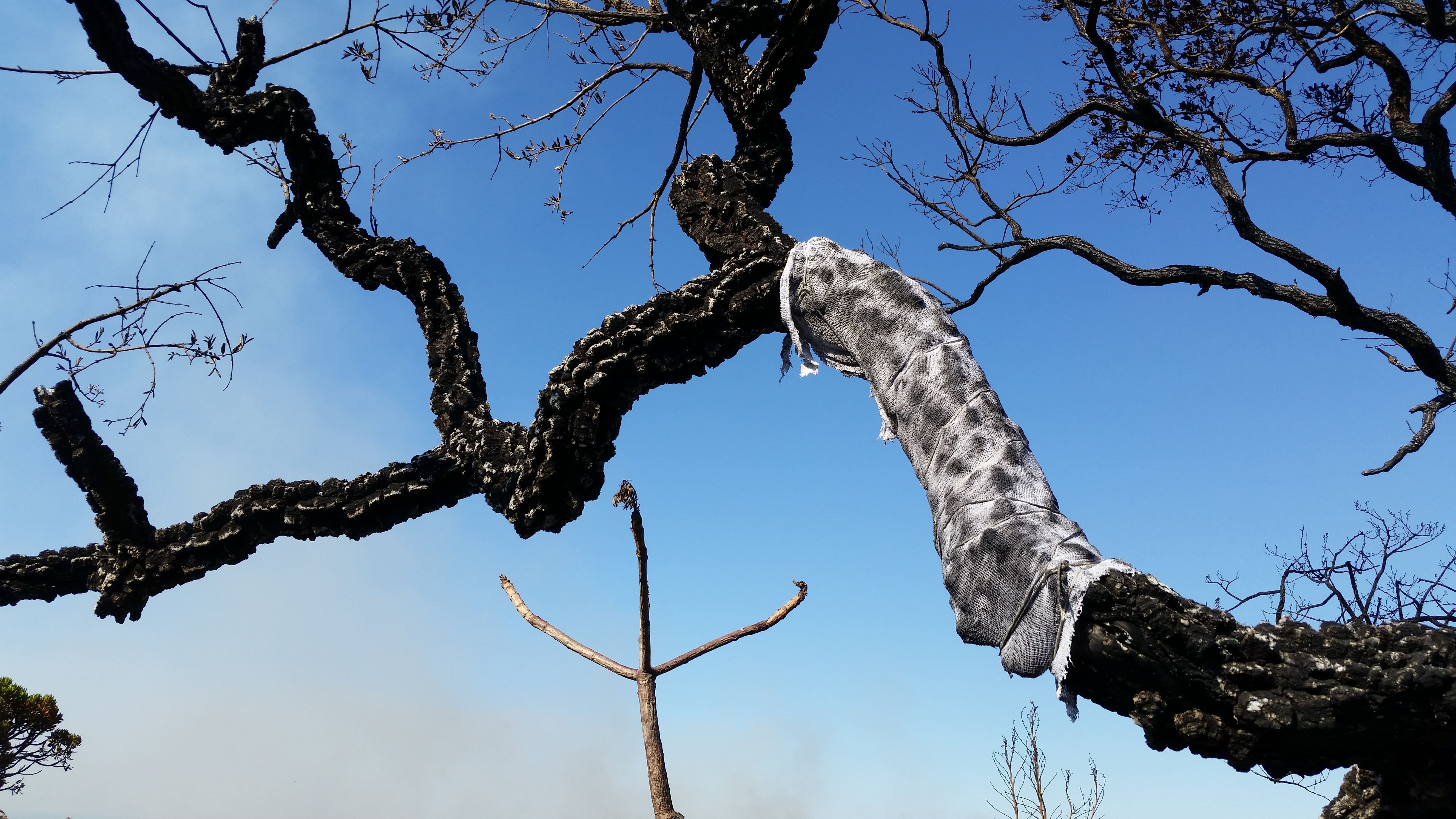 Obra de Marcelo Campos Calango.